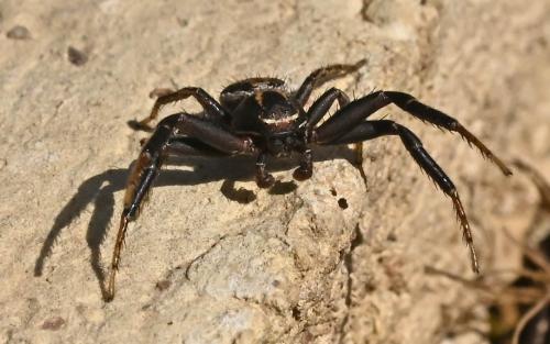 Xysticus ferrugineus